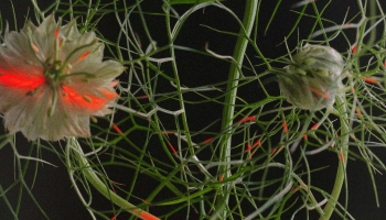 A close-up of delicate, wispy plant stems and leaves with intricate, feathery green foliage against a dark background. The plant has a soft, organic structure, and small blossoms are faintly illuminated with hints of red light, creating a subtle, ethereal glow in certain areas